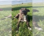 Small #1 Labrador Retriever-Staffordshire Bull Terrier Mix