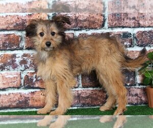 Sheltidoodle Puppy for sale in BEL AIR, MD, USA
