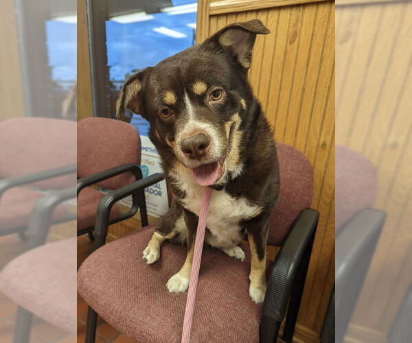 Medium Photo #2 Australian Shepherd-Unknown Mix Puppy For Sale in Belleuve, NE, USA
