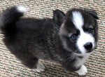 Small Photo #6 Pomsky Puppy For Sale in MIDDLETOWN, OH, USA
