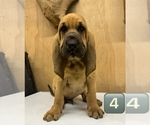 Small #9 Bloodhound