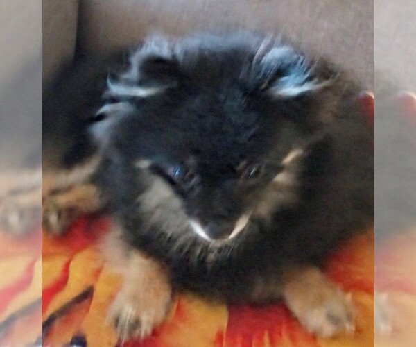Medium Photo #1 Pomeranian Puppy For Sale in INOLA, OK, USA