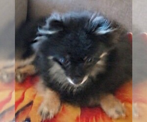 Mother of the Pomeranian puppies born on 06/09/2025