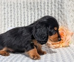 Small Photo #23 Dachshund Puppy For Sale in GOSHEN, IN, USA