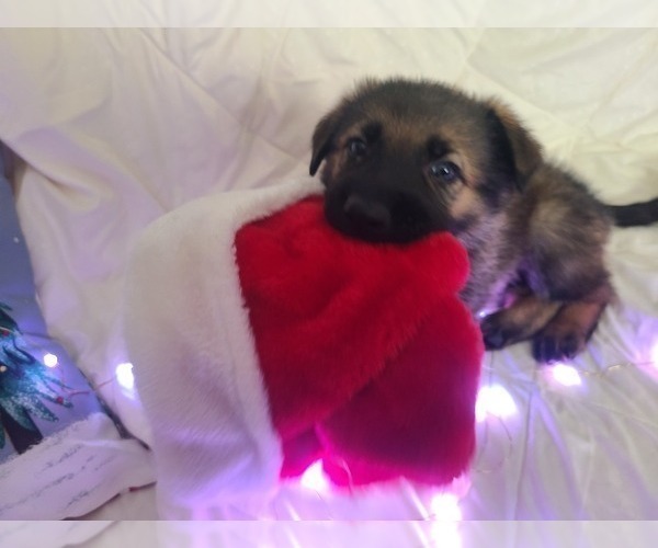 Medium Photo #3 German Shepherd Dog-Timber Wolf Mix Puppy For Sale in MONTREAL, MO, USA