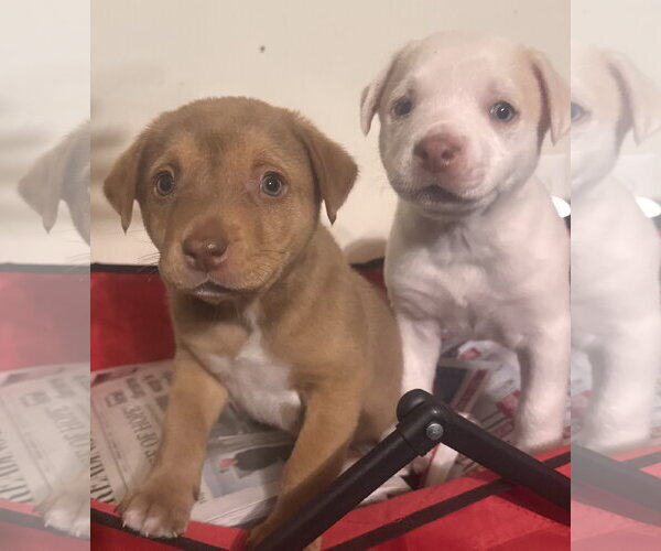 Medium Photo #2 Golden Labrador Puppy For Sale in Pottstown, PA, USA