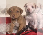 Small #1 Golden Labrador