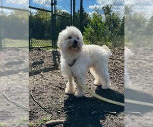 Maltese Dogs for adoption in Waterford, VA, USA