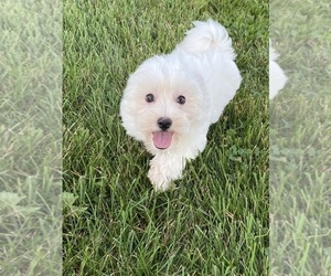 Coton de Tulear Dog for Adoption in CANOGA, New York USA