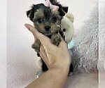Small #4 Morkie