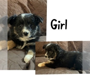 Miniature Australian Shepherd Puppy for sale in NEW WASHINGTN, IN, USA