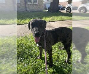 Catahoula Leopard Dog-Unknown Mix Dogs for adoption in Houston, TX, USA