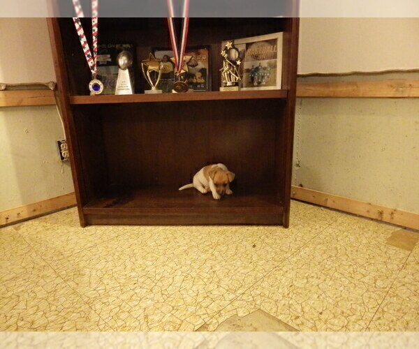 Medium Photo #2 Jack Russell Terrier Puppy For Sale in CINCINNATI, OH, USA
