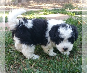Bichpoo Puppy for sale in LONGMONT, CO, USA