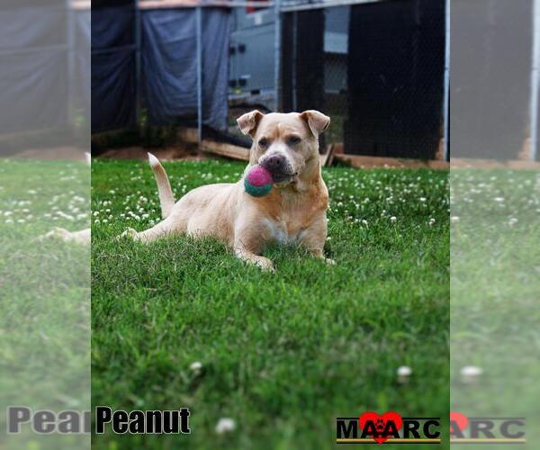 Medium Photo #5 Mutt Puppy For Sale in Maryville, TN, USA