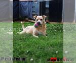 Small #4 Mutt