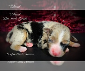 Miniature Australian Shepherd Puppy for sale in SMITHVILLE, AR, USA