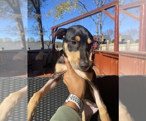 Great Dane-Unknown Mix Puppy for sale in CHARLOTTE, NC, USA