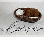 Small #6 Goldendoodle