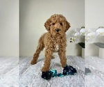 Small #4 Goldendoodle