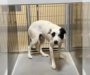 Border Collie-Unknown Mix Dogs for adoption in Modesto, CA, USA