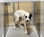 Small Border Collie Mix