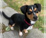 Small #1 Dachshund Mix