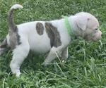 Puppy Blancha American Bulldog