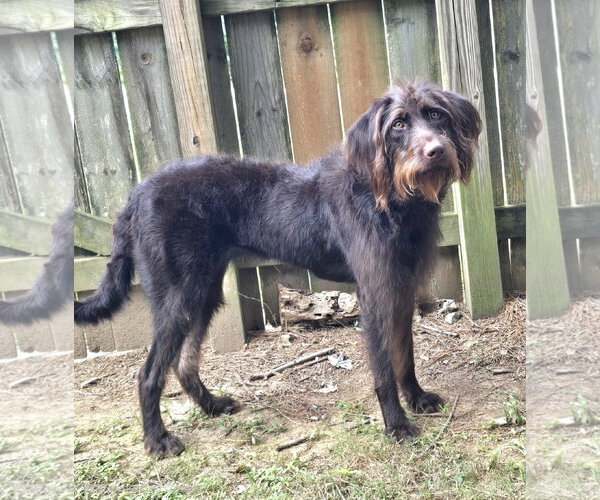 Medium Photo #2 German Wirehaired Pointer-Unknown Mix Puppy For Sale in Social Circle, GA, USA