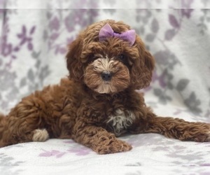 Cavapoo Puppy for sale in LAKELAND, FL, USA