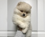 Small Photo #20 Pomeranian Puppy For Sale in REDDING, CA, USA