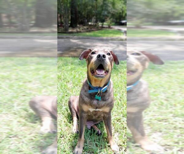 Medium Photo #2 Mutt Puppy For Sale in Brewster, NY, USA