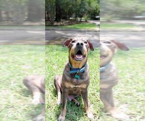 Zesty Zeke - Male Mutt Dog for Adoption - Photo #2