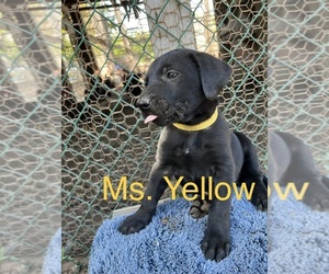 Labrador Retriever Dogs for adoption in ESCALON, CA, USA