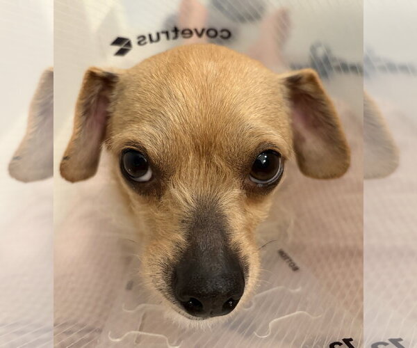 Medium Photo #2 Chihuahua-Unknown Mix Puppy For Sale in Bellevue, WA, USA