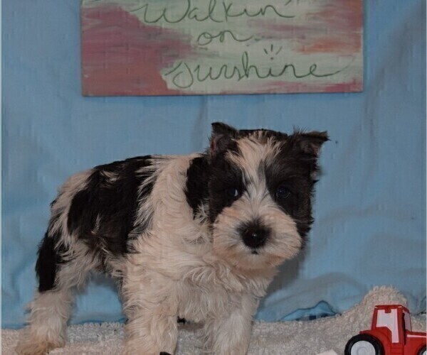 Medium Photo #3 Schnauzer (Miniature) Puppy For Sale in CASSVILLE, MO, USA