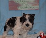 Small Photo #3 Schnauzer (Miniature) Puppy For Sale in CASSVILLE, MO, USA