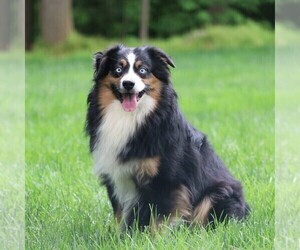 Father of the Miniature American Shepherd-Miniature Australian Shepherd Mix puppies born on 12/13/2024