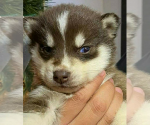 Siberian Husky Puppy for sale in SPRING VALLEY, CA, USA