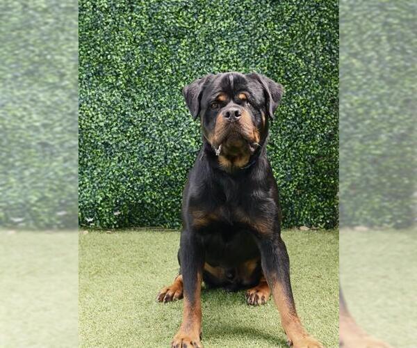 Medium Photo #2 Rottweiler Puppy For Sale in Naples, FL, USA