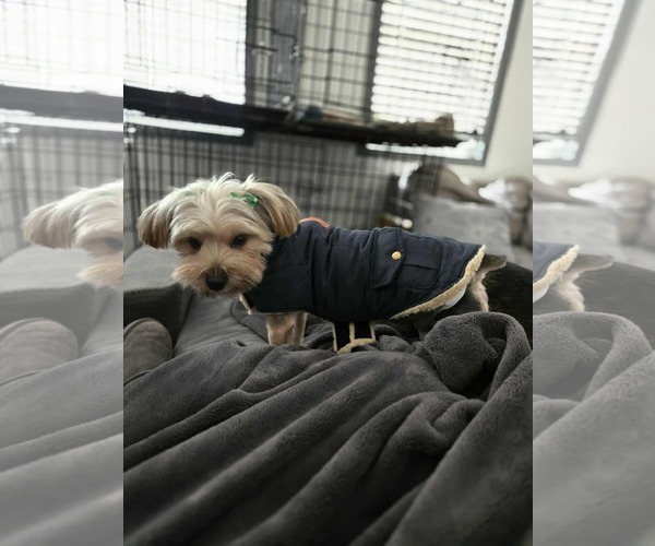 Medium Photo #4 Mutt Puppy For Sale in Gretna, NE, USA