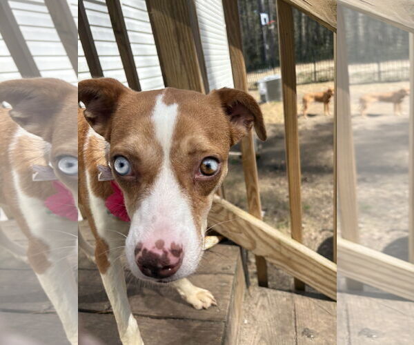 Medium Photo #2 Mutt Puppy For Sale in Mount Pleasant, SC, USA