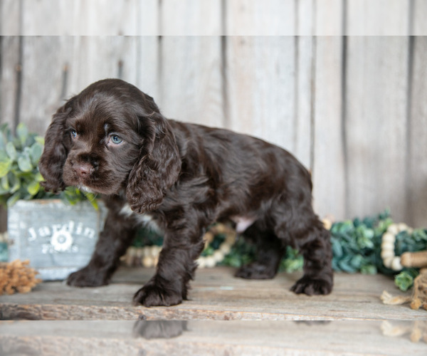 Medium Photo #10 Cocker Spaniel Puppy For Sale in BALTIC, OH, USA