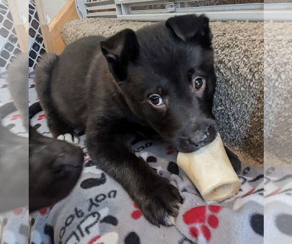 Medium Photo #7 Gerberian Shepsky Puppy For Sale in Princeton, MN, USA
