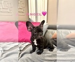 Small #5 French Bulldog