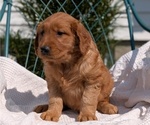 Small #8 Golden Retriever