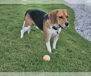 Rook - Male Beagle Dog for Adoption - Photo #2
