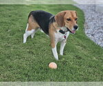 Small #1 Beagle