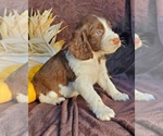 Puppy Autumnpending English Springer Spaniel