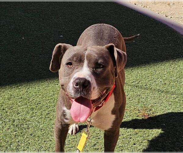 Medium Photo #2 American Pit Bull Terrier-Unknown Mix Puppy For Sale in Las Vegas, NV, USA